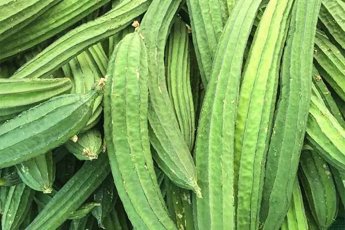 Glattere Haut Aus Dem Garten? Lernen, Wie Man Luffa Anbaut 3 Frischer Luffa-Kürbis