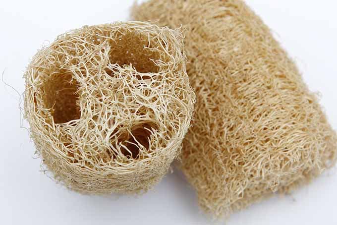 Dried-Loofah-For-Use-As-A-Sponge