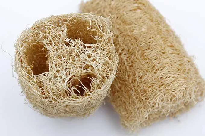 Glattere Haut Aus Dem Garten? Lernen, Wie Man Luffa Anbaut 9 Getrockneter-Loofah-Zur-Verwendung-Als-Schwamm