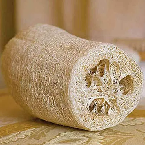 Glattere Haut Aus Dem Garten? Lernen, Wie Man Luffa Anbaut 4 Heirloom-Zierpflanzen-Luffasamen