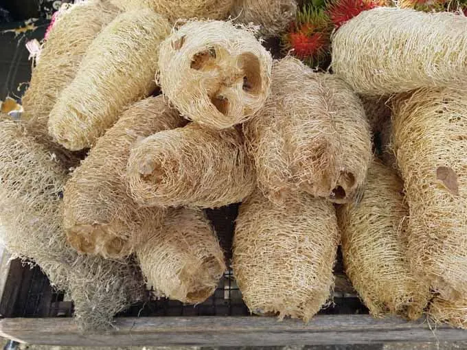Glattere Haut Aus Dem Garten? Lernen, Wie Man Luffa Anbaut 8 Vorbereitete Natur-Loofah-Schwämme