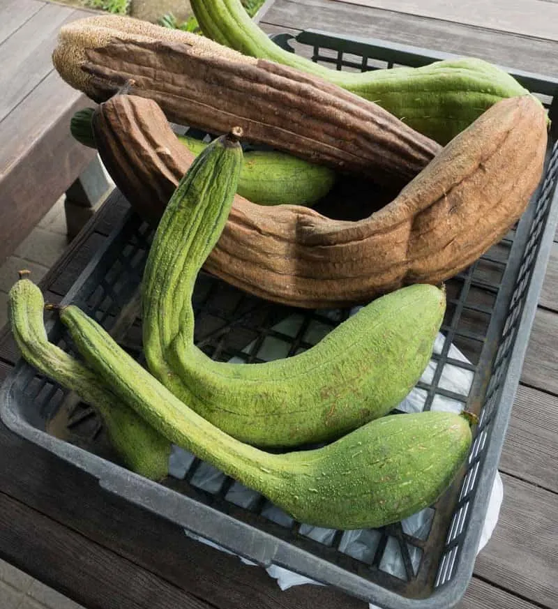 Ist Es Wirklich Gut, Einen Luffaschwamm Zu Verwenden? 2 Wie-Man-Luffa-Anbaut-Und-Erntet