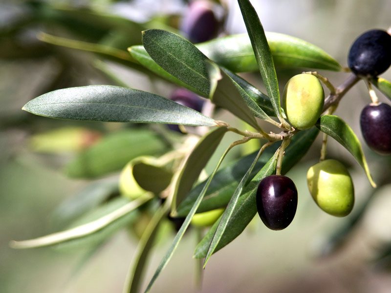 olivenblatt tee